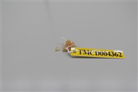 藏品(單刺單角蟹)的圖片